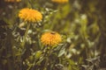 Spider and dandelions