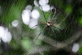 Spider in Danum Valley