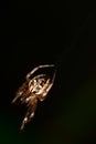 Spider in the dark backgound Royalty Free Stock Photo