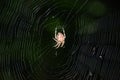 Spider on dark background Royalty Free Stock Photo