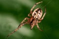 Spider in the dark green backgound Royalty Free Stock Photo