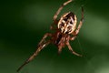 Spider in the dark green backgound Royalty Free Stock Photo