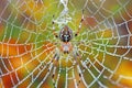 Spider on a web with dew drops in the autumn forest. Royalty Free Stock Photo