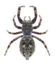 Spider Dendryphantes rudis