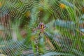 Spider in Dew Covered Web Royalty Free Stock Photo