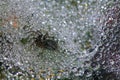 Spider on a dew covered web Royalty Free Stock Photo