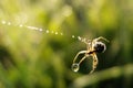 Spider with a dew drop