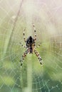 Spider on dewy web Royalty Free Stock Photo