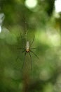 Spider on dewy web