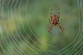 Spider on dewy web Royalty Free Stock Photo