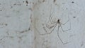 Spider and dirty cobweb on the wall ; they are the cause of dir