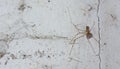 Spider and dirty cobweb on the wall ; they are the cause of dir
