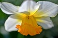 Spider on the Narcissus