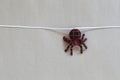 Spider doll hanging on a rope with brown wall background.