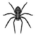 Spider, doodle Royalty Free Stock Photo
