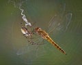 Spider with dragonfly