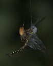 A spider on a dragonfly it caught in its web Royalty Free Stock Photo