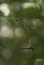 A spider and dragonfly in a spiderweb