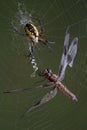Spider and dragonfly in web Royalty Free Stock Photo