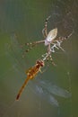Spider with dragonfly in web Royalty Free Stock Photo