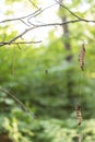 A spider and dry autumn leaves hanging on a cobweb in park. Royalty Free Stock Photo