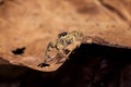 Spider on dry leaf. zebra jumping spider Royalty Free Stock Photo