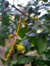 Spider eat flies on the trees foodchain