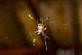 Spider eating the bait and is about to eat it