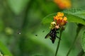 Spider eating bee