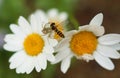 Spider while eating a bee on dasy flower Royalty Free Stock Photo