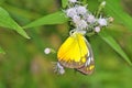 Spider eating butterfly