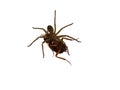 A spider is eating a cockroach on a white background