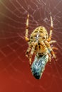 Spider Eating Royalty Free Stock Photo