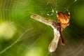 Spider eating a dragonfly in a web Royalty Free Stock Photo