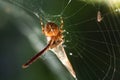 Spider eating a dragonfly in a web Royalty Free Stock Photo