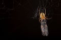 Spider eating fly caught in the net with black background Royalty Free Stock Photo