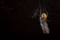 Spider eating fly caught in the net with black background Royalty Free Stock Photo