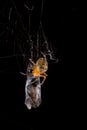 Spider eating fly caught in the net with black background Royalty Free Stock Photo