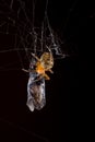 Spider eating fly caught in the net with black background Royalty Free Stock Photo