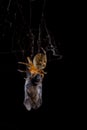 Spider eating fly caught in the net with black background Royalty Free Stock Photo