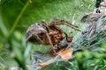 Spider eating fly Royalty Free Stock Photo