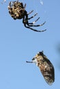 Spider eating gadfly Royalty Free Stock Photo