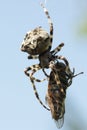 Spider eating gadfly Royalty Free Stock Photo