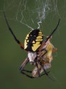 Spider eating hopper Royalty Free Stock Photo