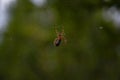 Spider eating insect in its web