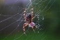 Spider eating ladybird
