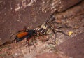 Spider eating wasp, Pompilidae Sp. with it`s Rain Spider  Palystes superciliosus prey 9 Royalty Free Stock Photo