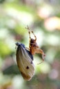 Spider eats butterfly Royalty Free Stock Photo