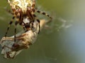 A spider eats its prey entangled in a web. Grasshopper entangled in the networks of a predatory insect. Hunt for food. Poisonous