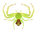 Spider Ebrechtella tricuspidata (female) Royalty Free Stock Photo